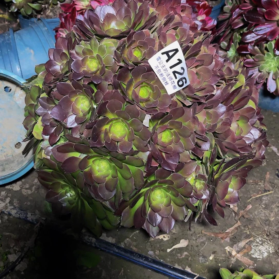 法师法师13–33包邮法师