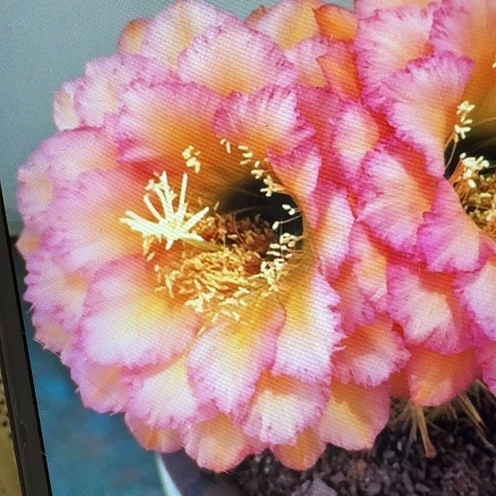 温醇侧芽5公分左右毛花柱（20包邮）