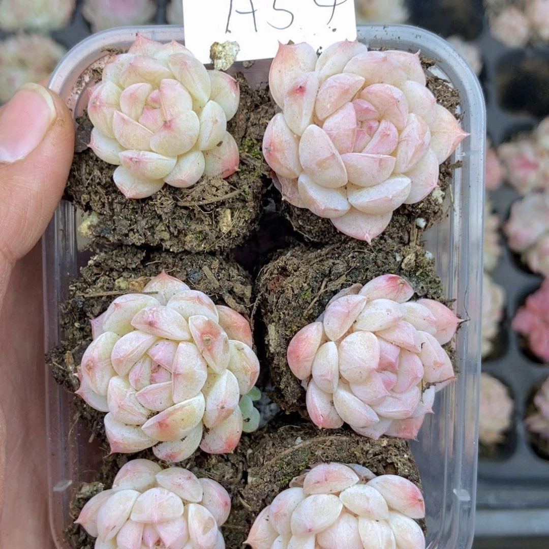 春泥家框拍链接A54