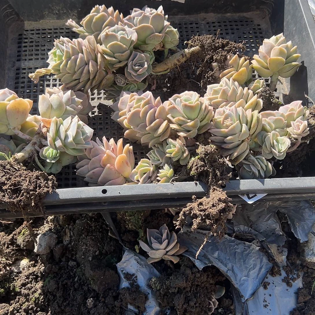 ?*心140不售后4颗