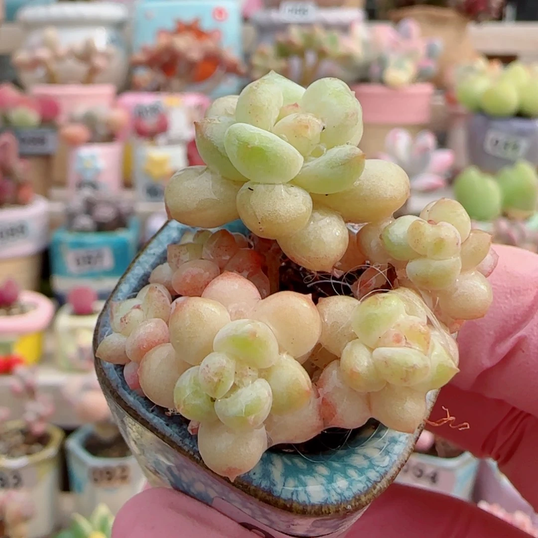 丸叶 阳光玫瑰 盆口2.5cm