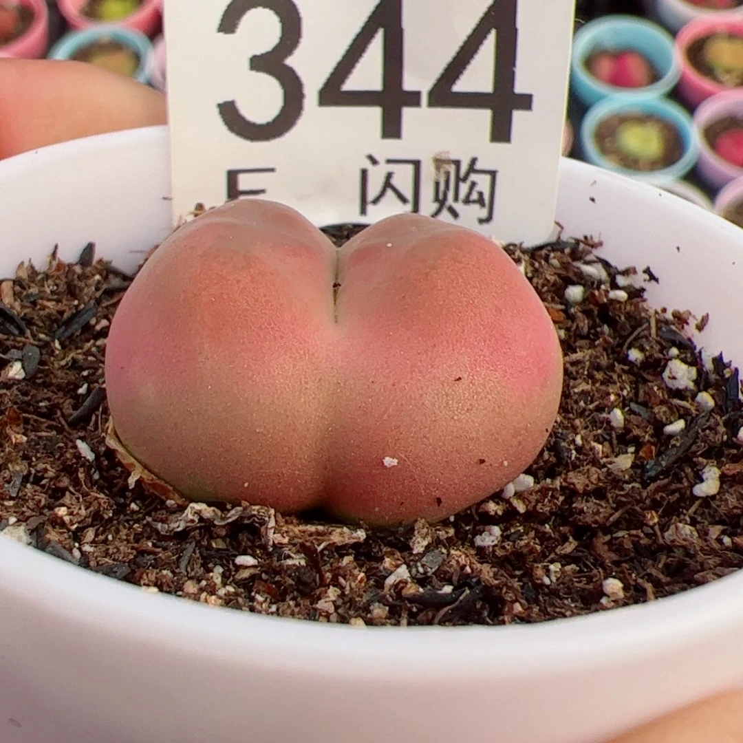 抄***碗我很喜欢这个F344