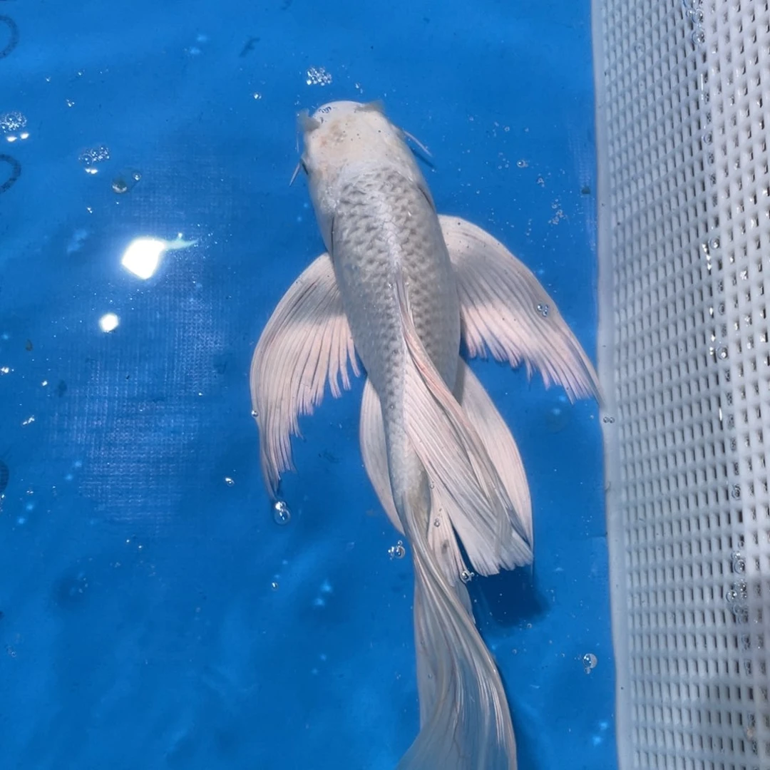 锦鲤锦鲤包邮包售后
