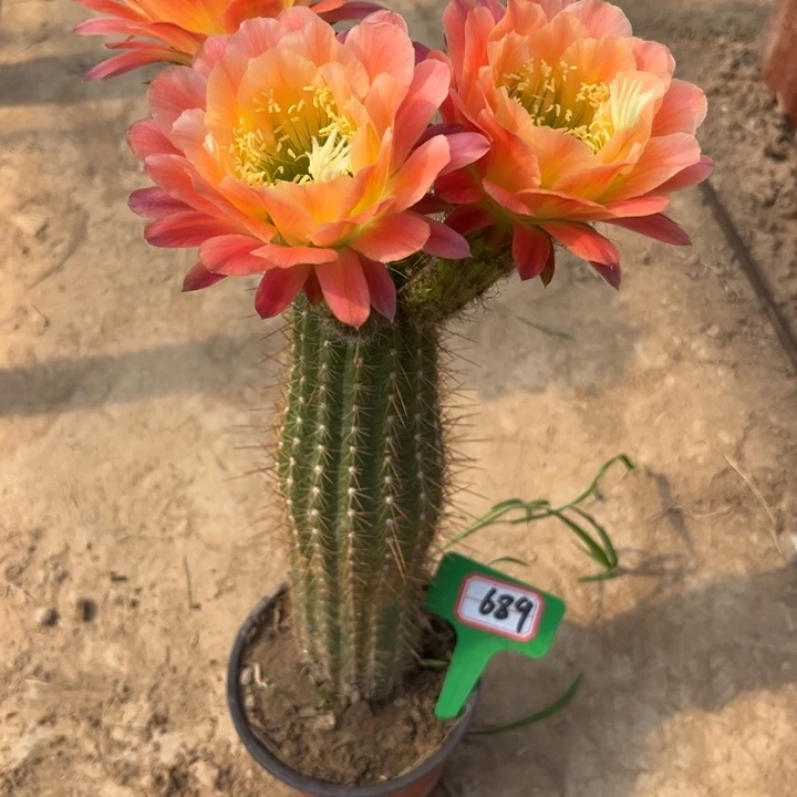 淡***?689。毛花柱杏光辉。。。