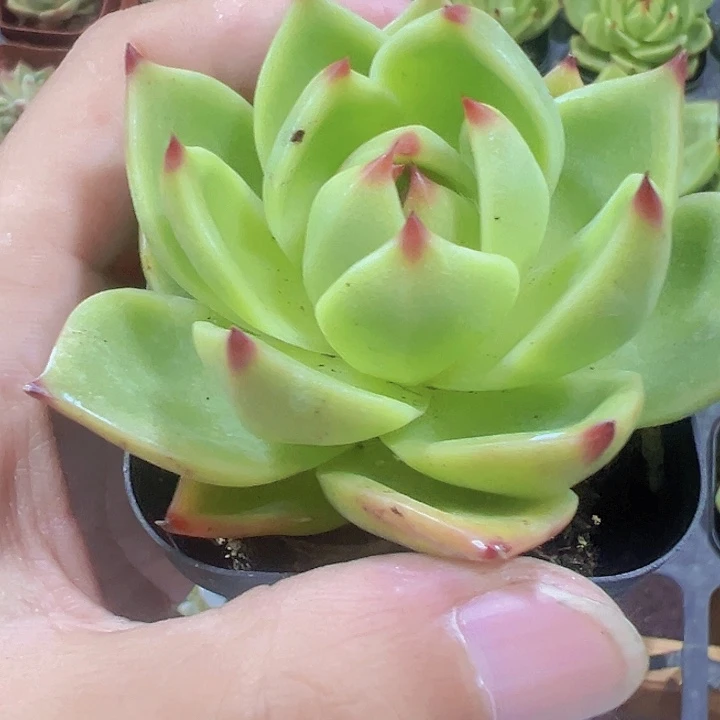 蓝龙精品多肉植物