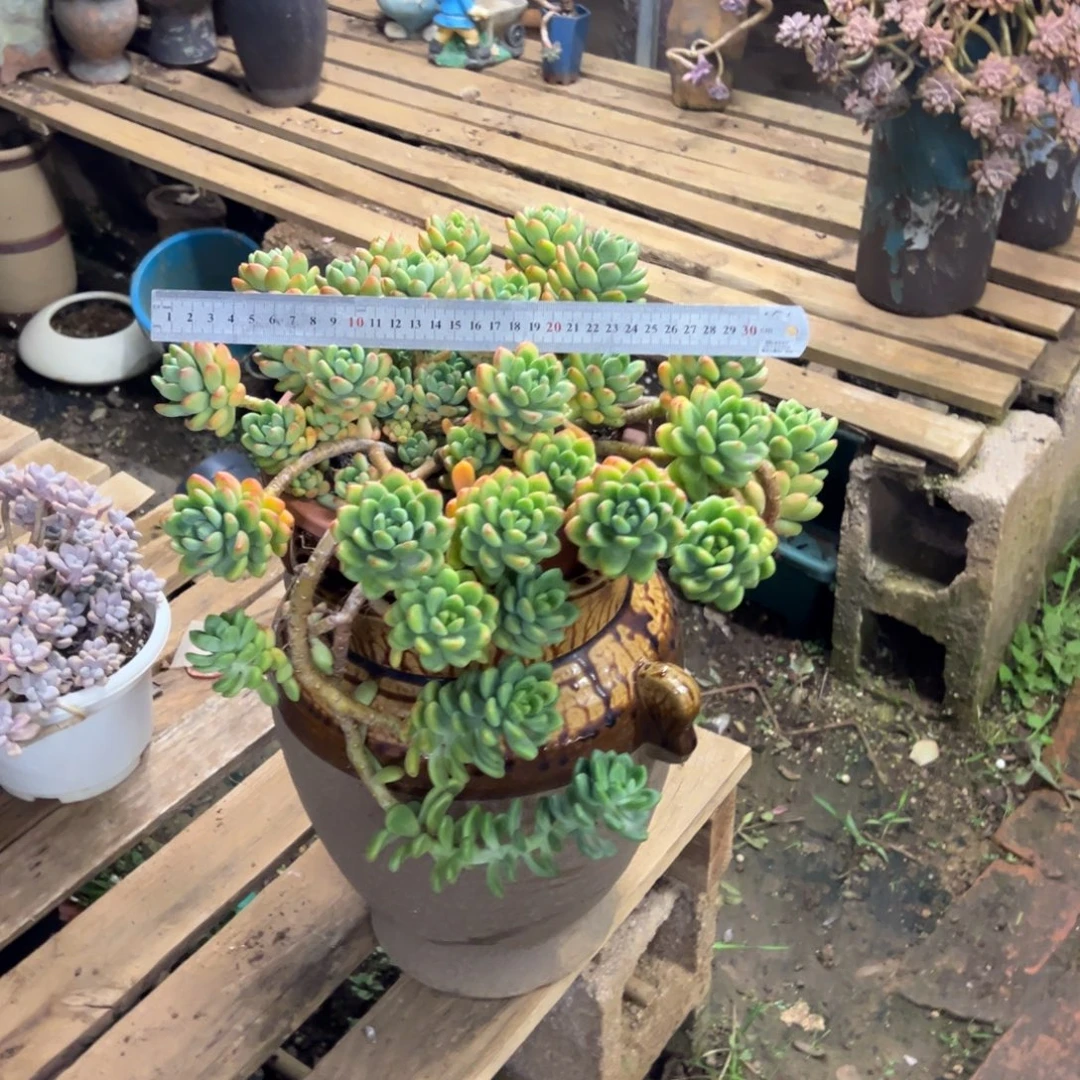 露养老桩脱土裸根香格里拉