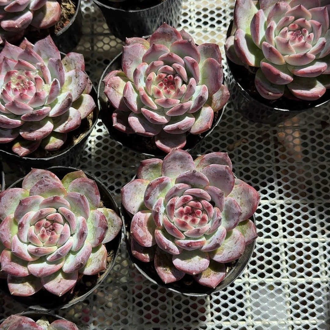 原卡多肉植物净切