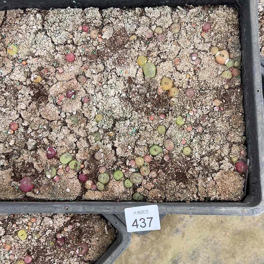 0000437一框脱土发