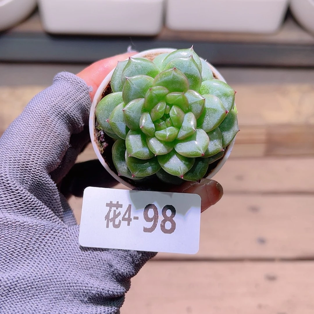 花04-98珍妮单头