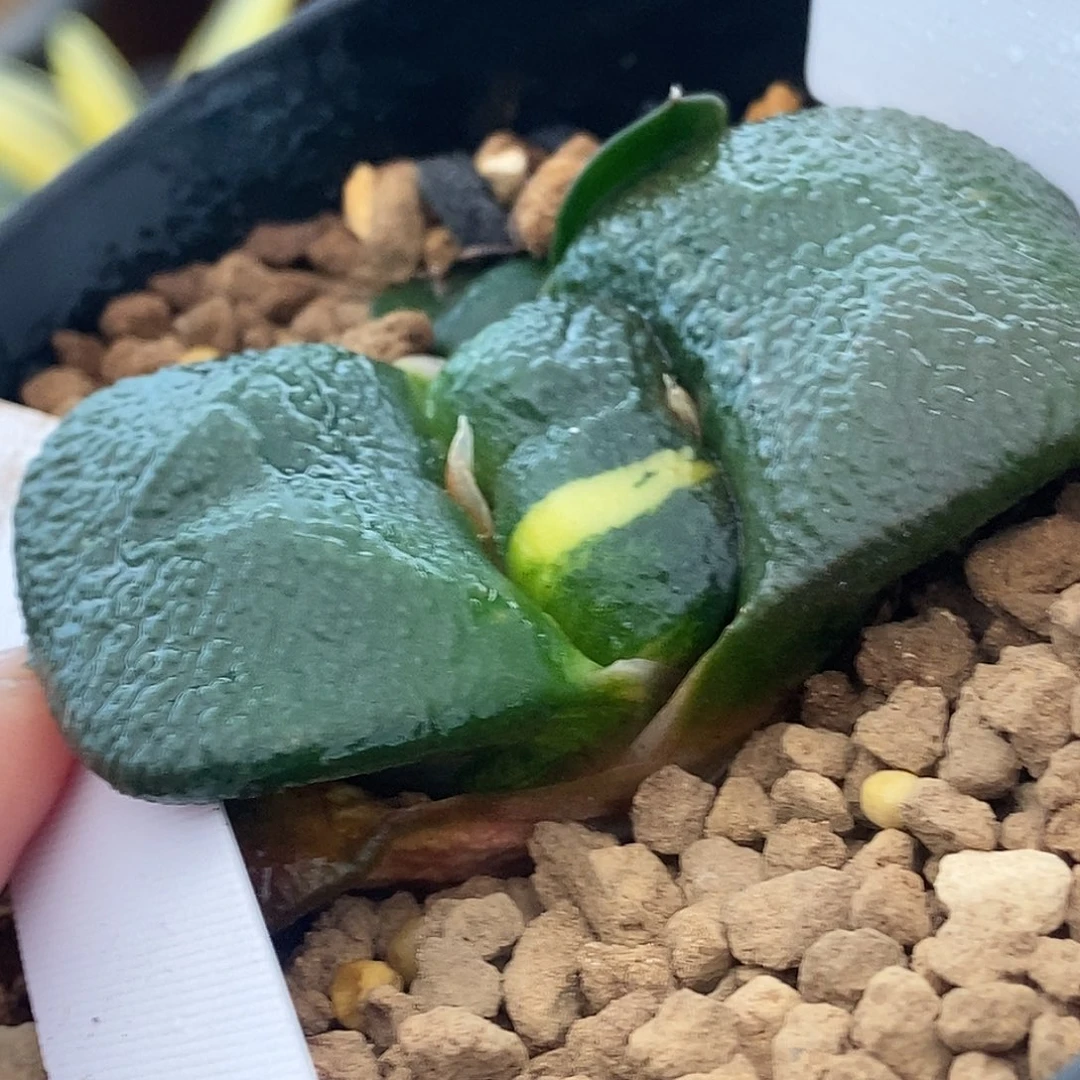 漠***杨特军配蝴蝶大胸肌带盆发货