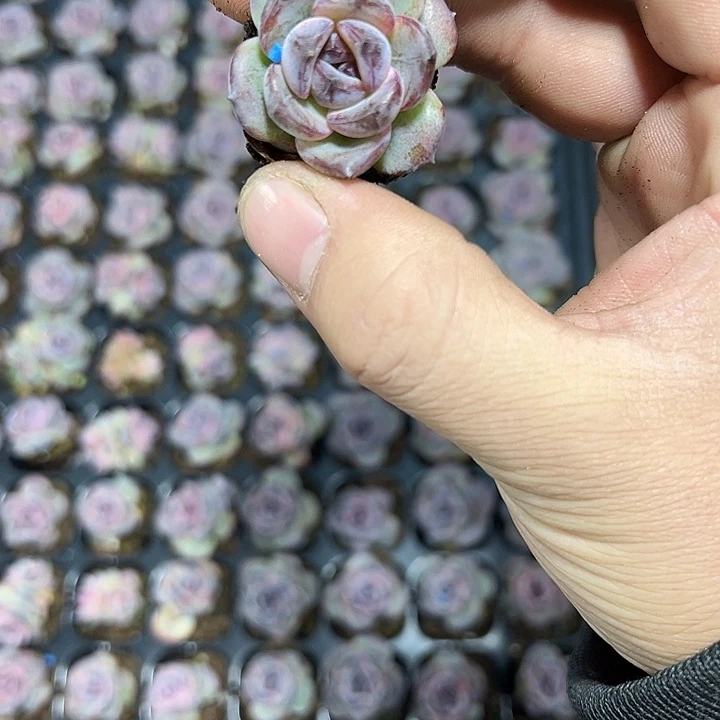 黑橙 满10颗包邮