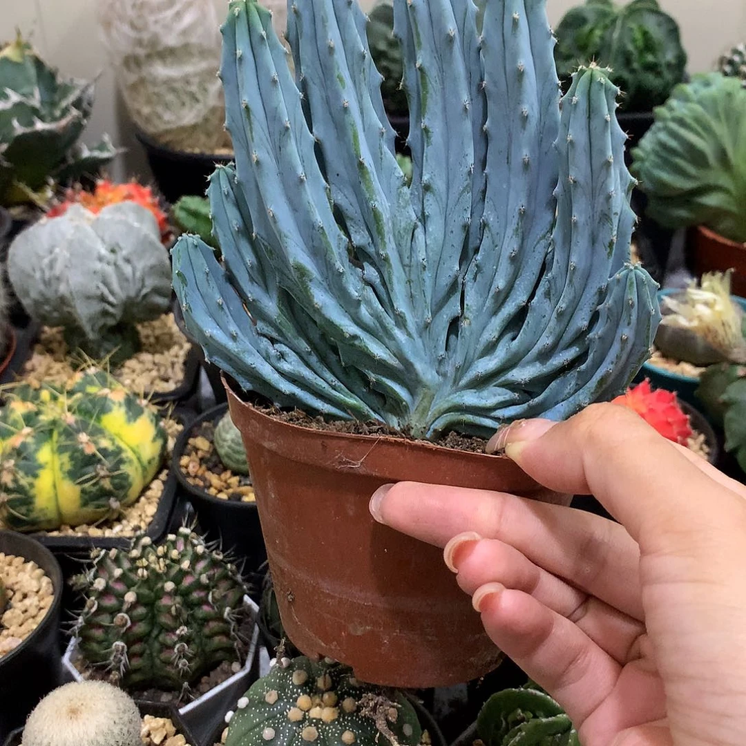 当前无花栽培后可以开花龙神木缀化