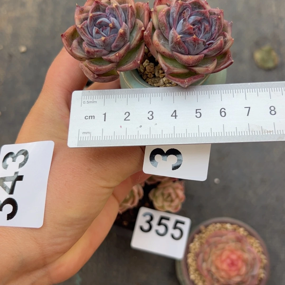 ?****喵318 多肉植物组合盆栽