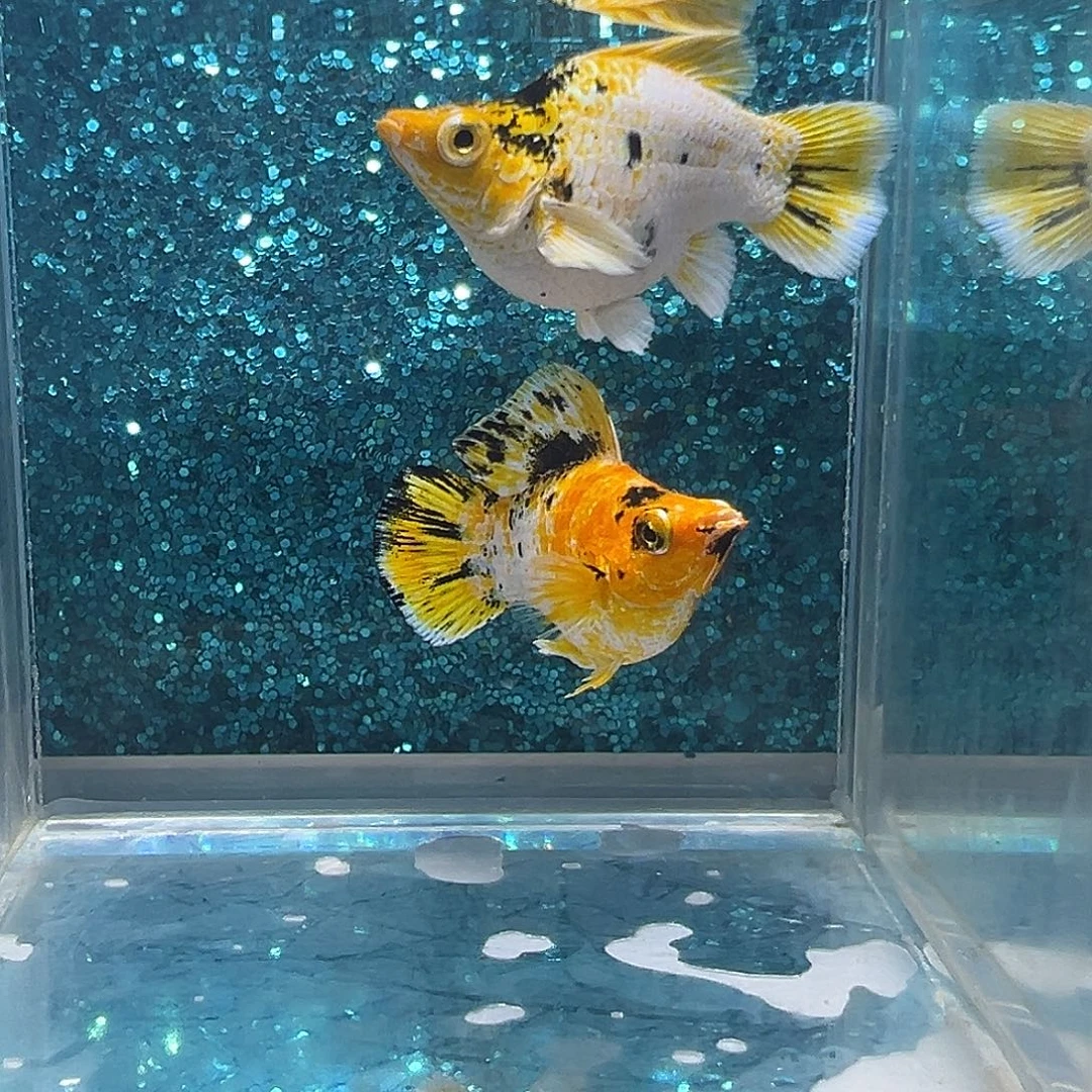 黑玛丽鱼皮卡丘玛丽一对004