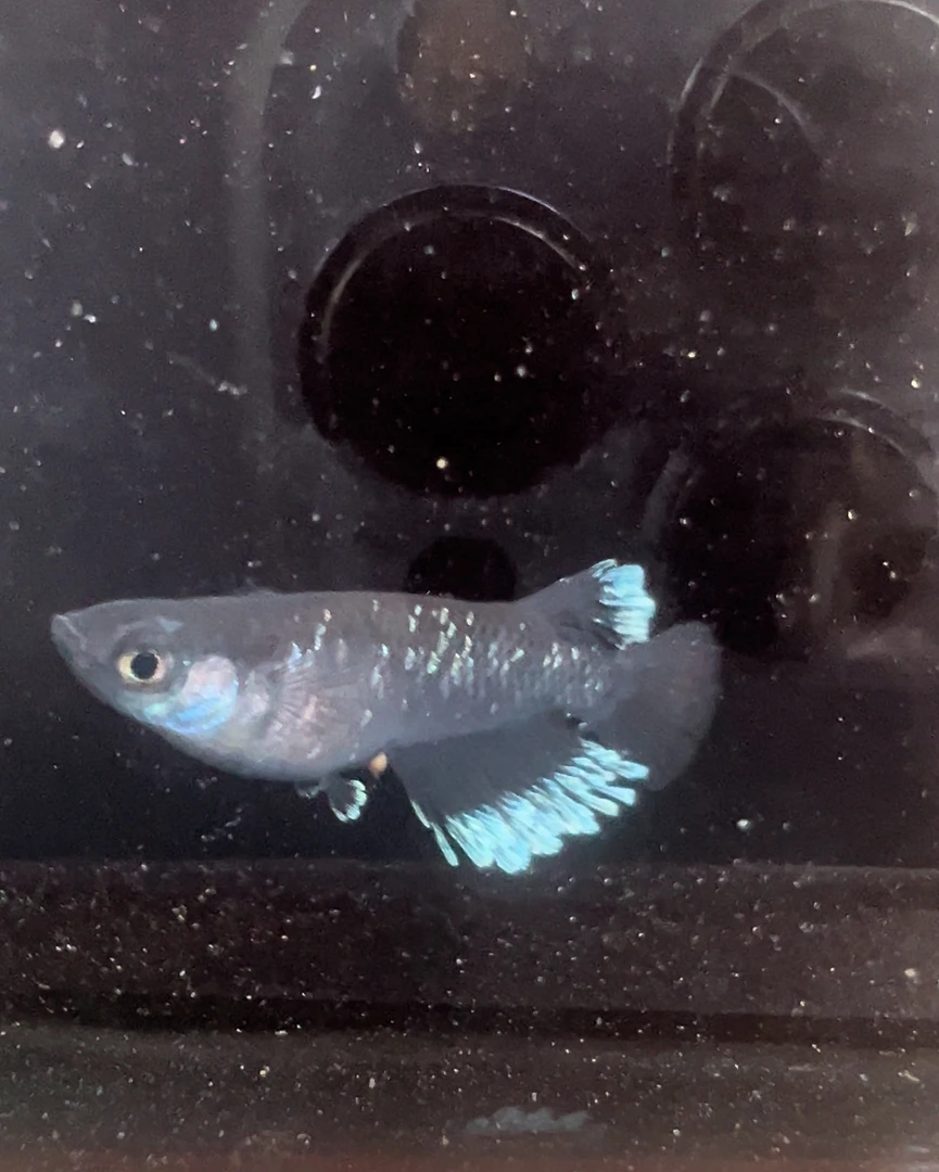 观背青鳉鱼一物一拍小型冷水鱼不用加温打氧过滤活体运输广温鱼