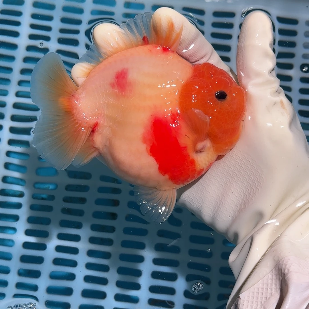 金鱼金鱼588288788