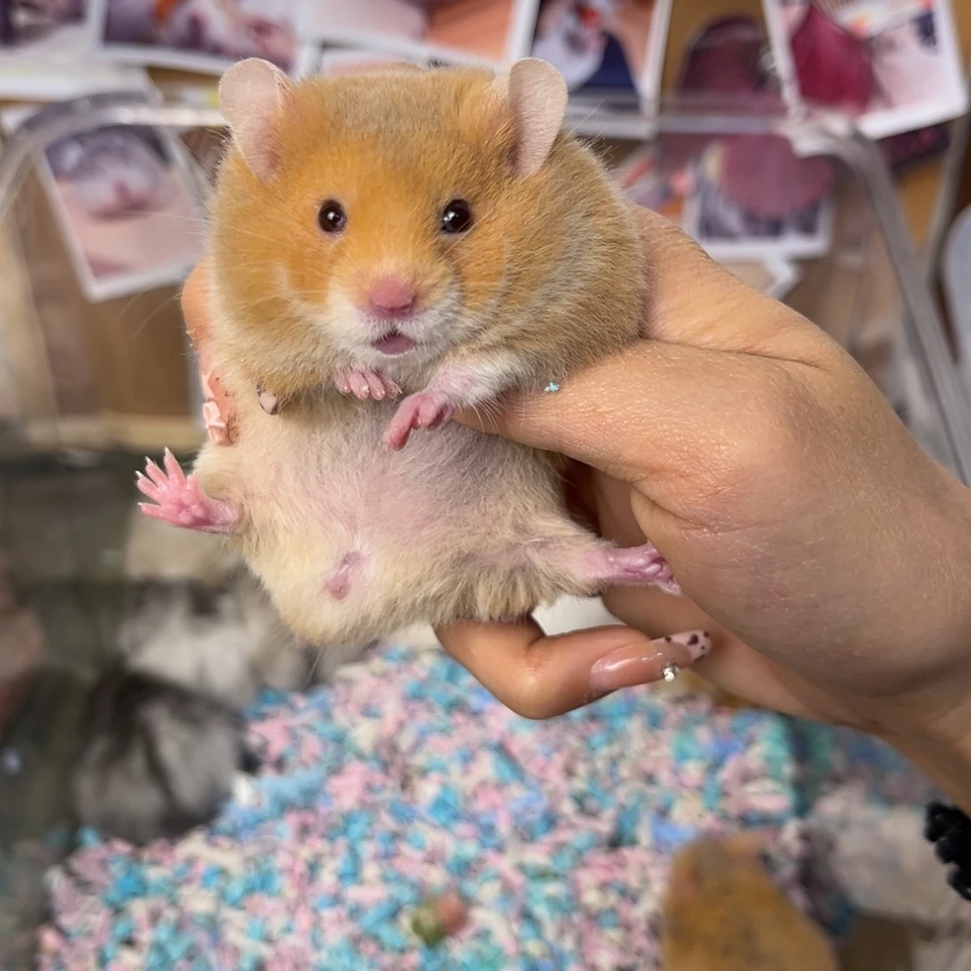 直毛短毛肉桂弟弟98