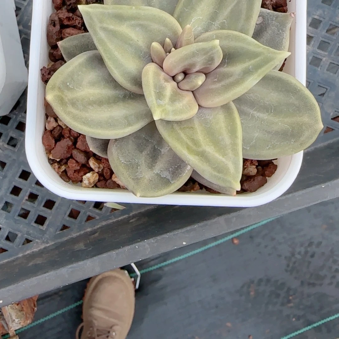 海***宝多肉植物1124………….