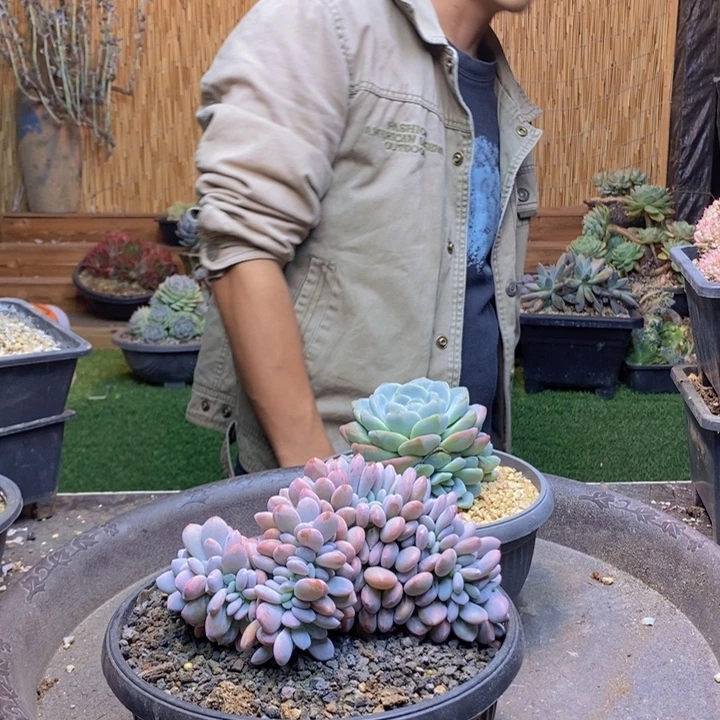 蜜***球217号粉兔多肉植物