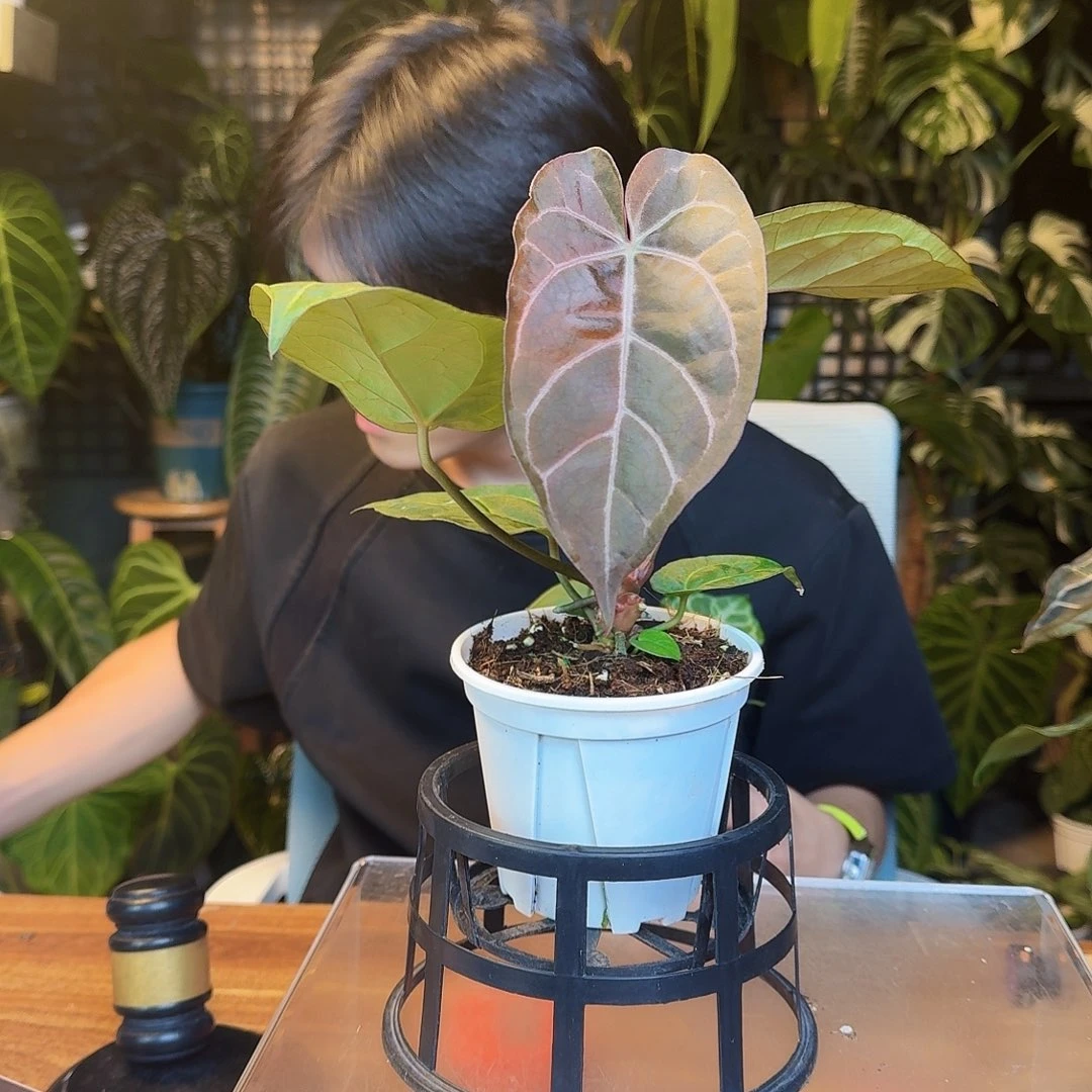 完全开放I144细脉水晶杂紫水晶