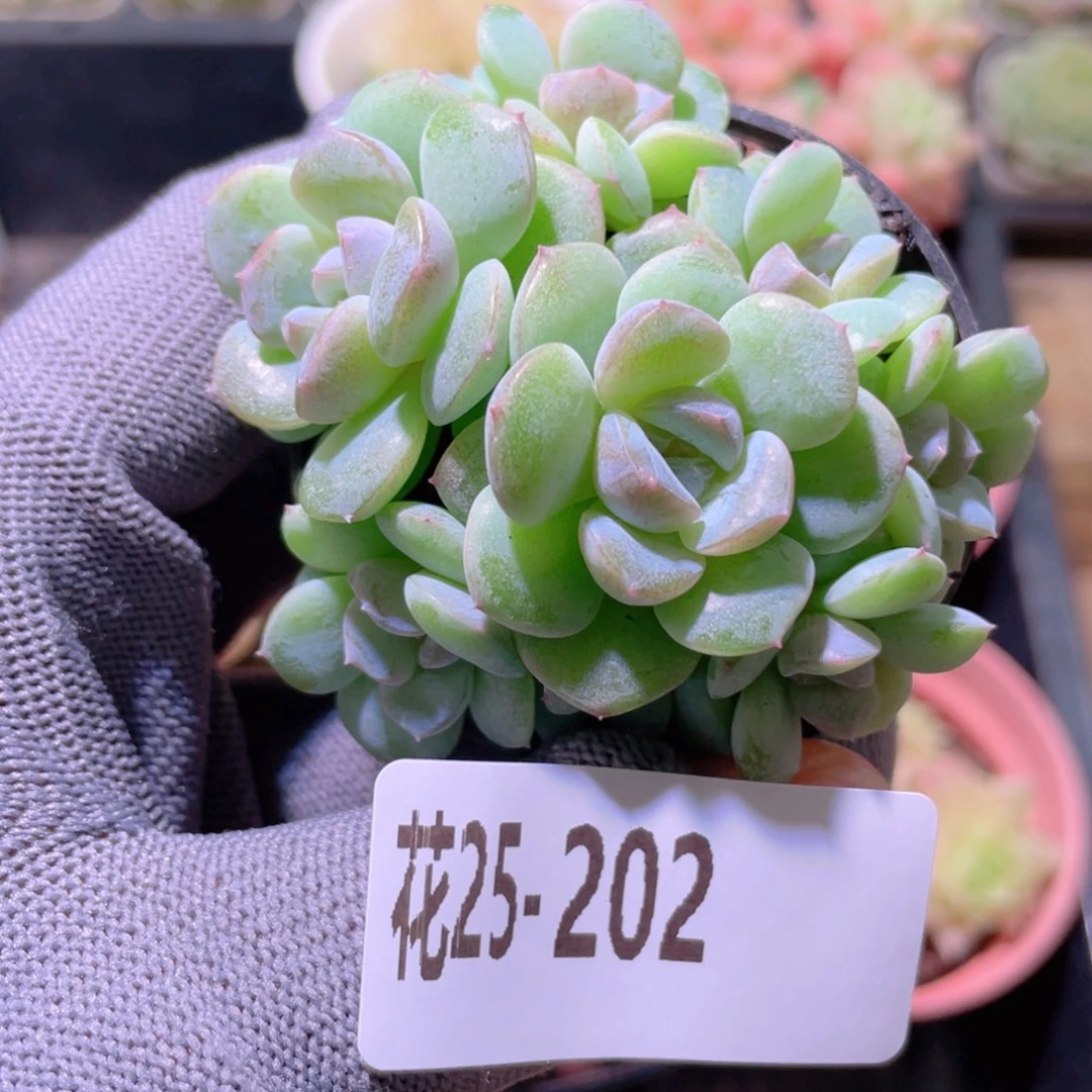 花利美25-202新品