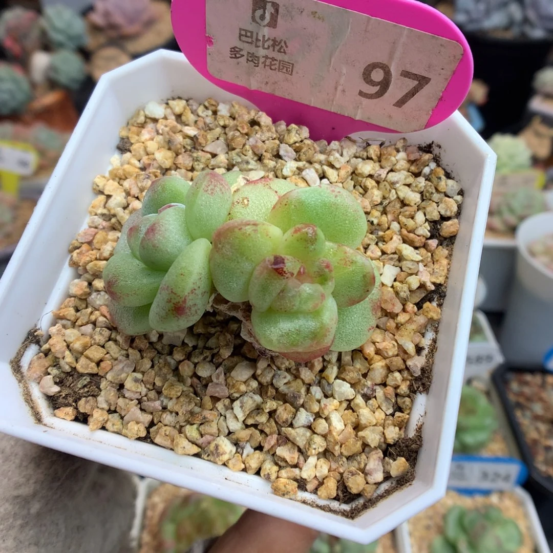 97双头冰玉石化多肉植物