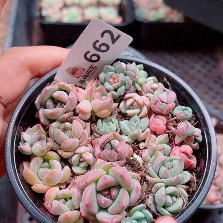 多肉植物多肉植物