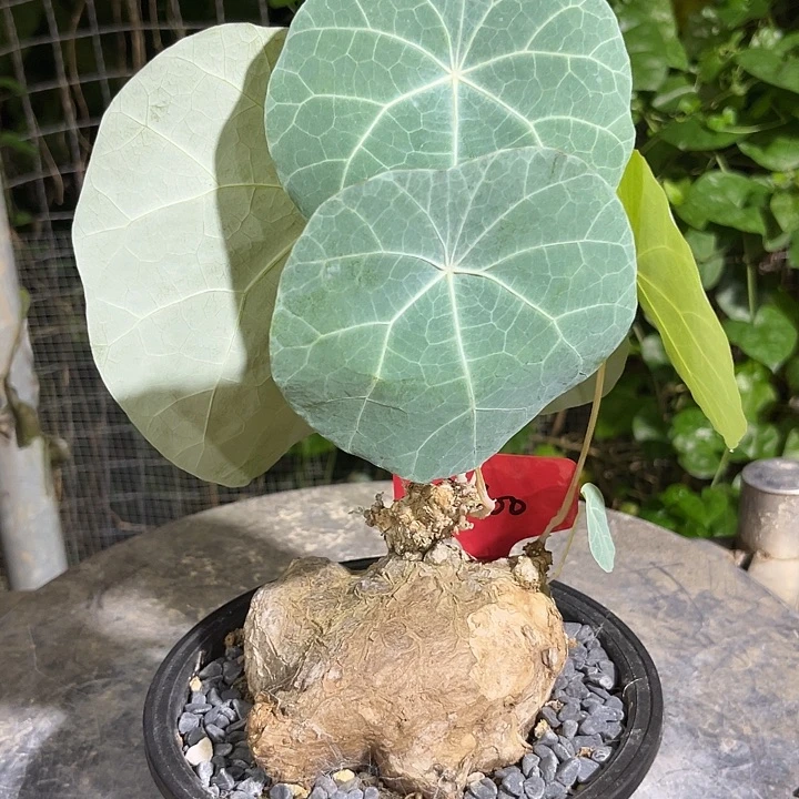 潮流植物一叶龟帅