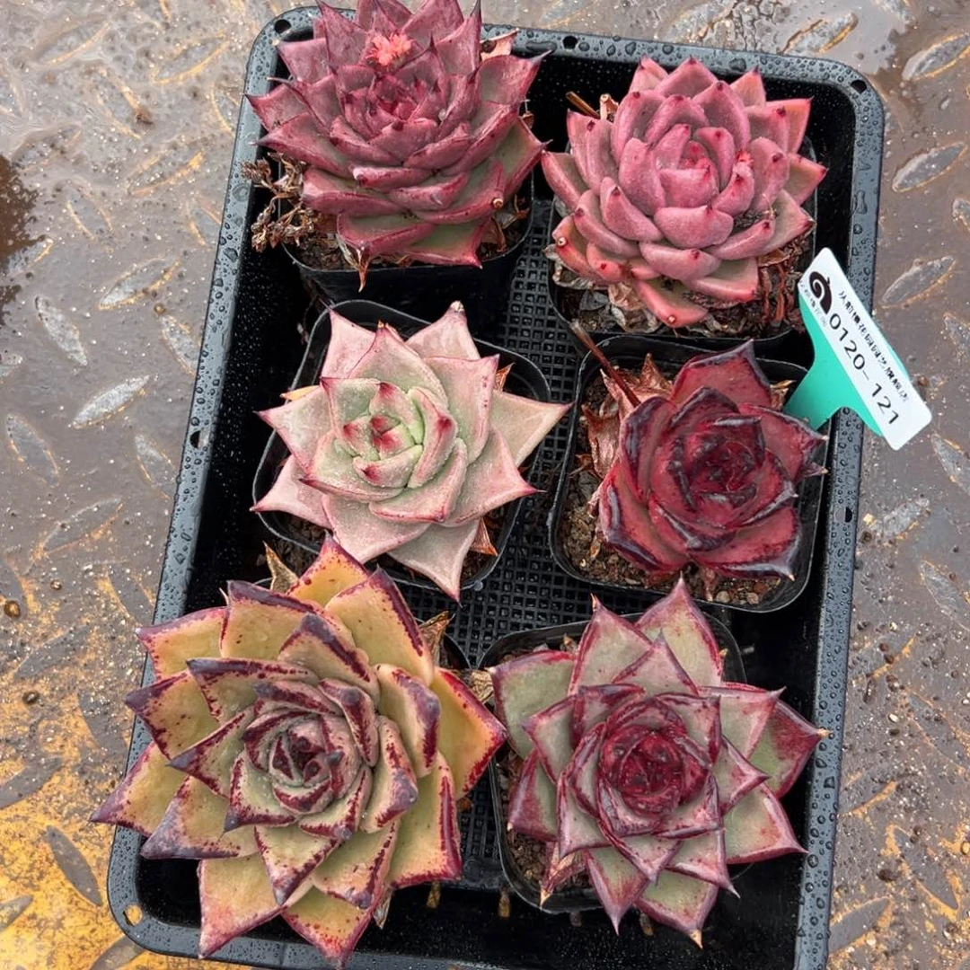 多肉一物一拍编号0120-121