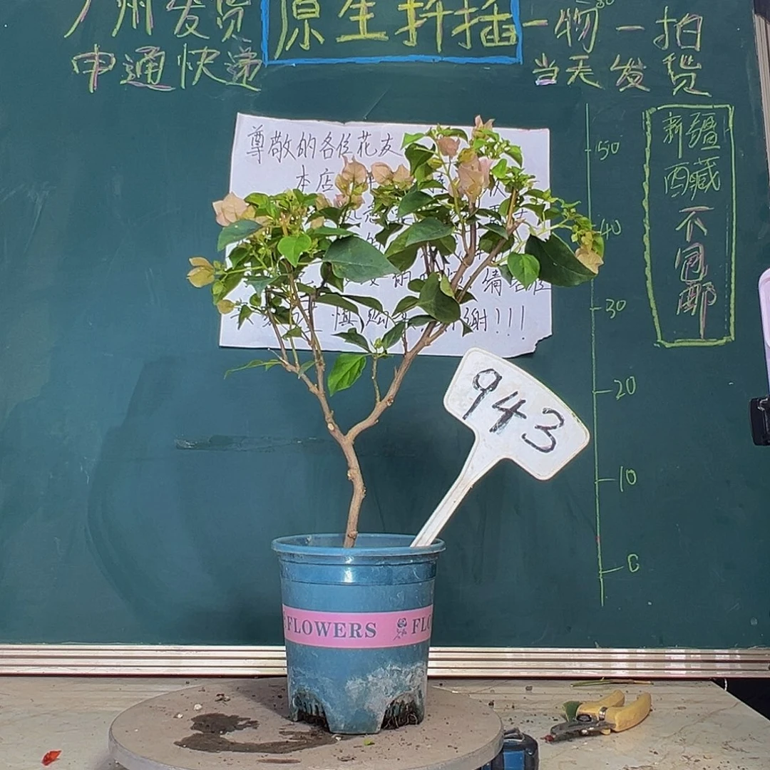 当前无花栽培后可以开花暗斑丽人943