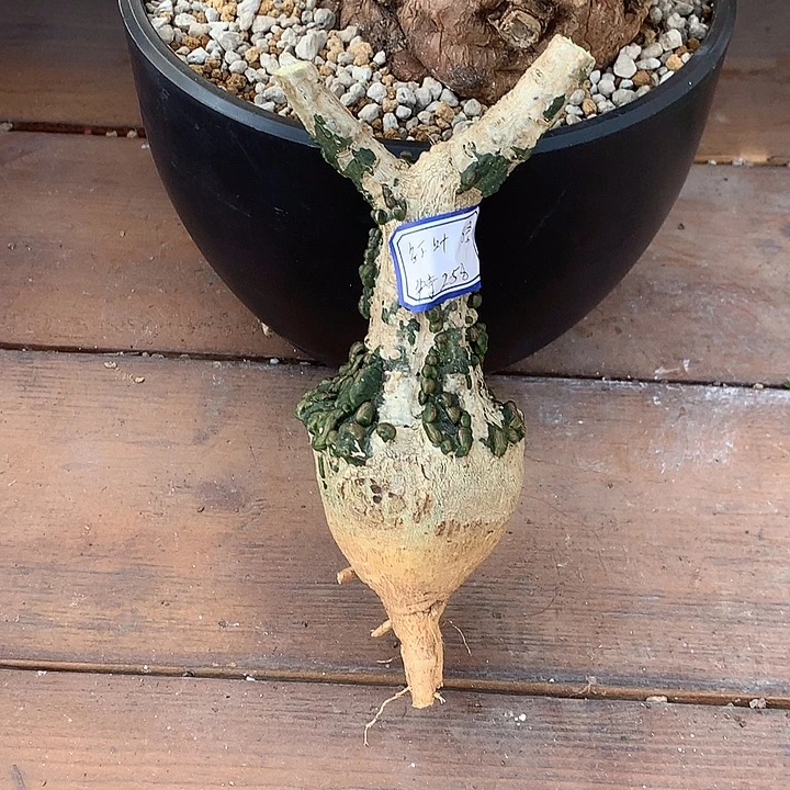 8号红叶西番莲88888888