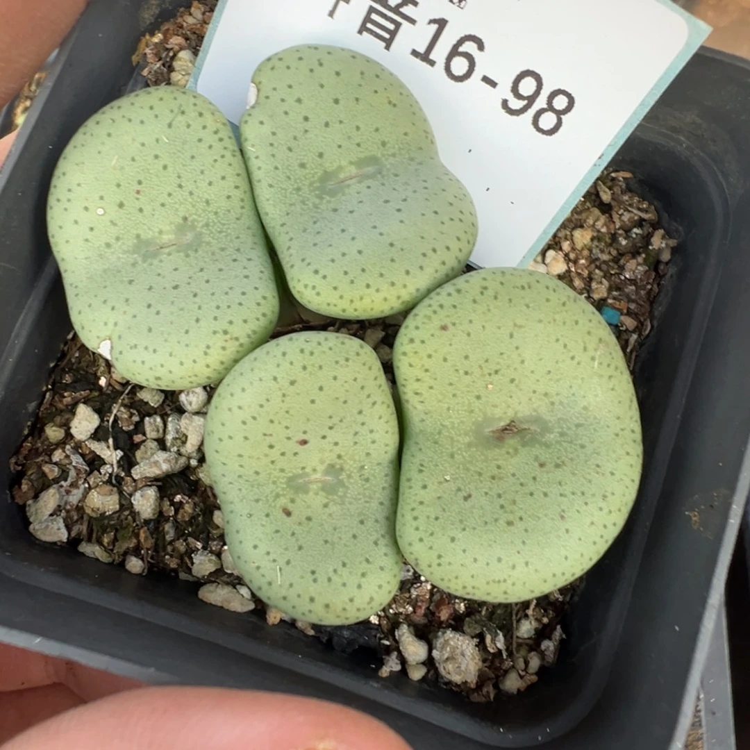 16-98肉锥多肉植物，