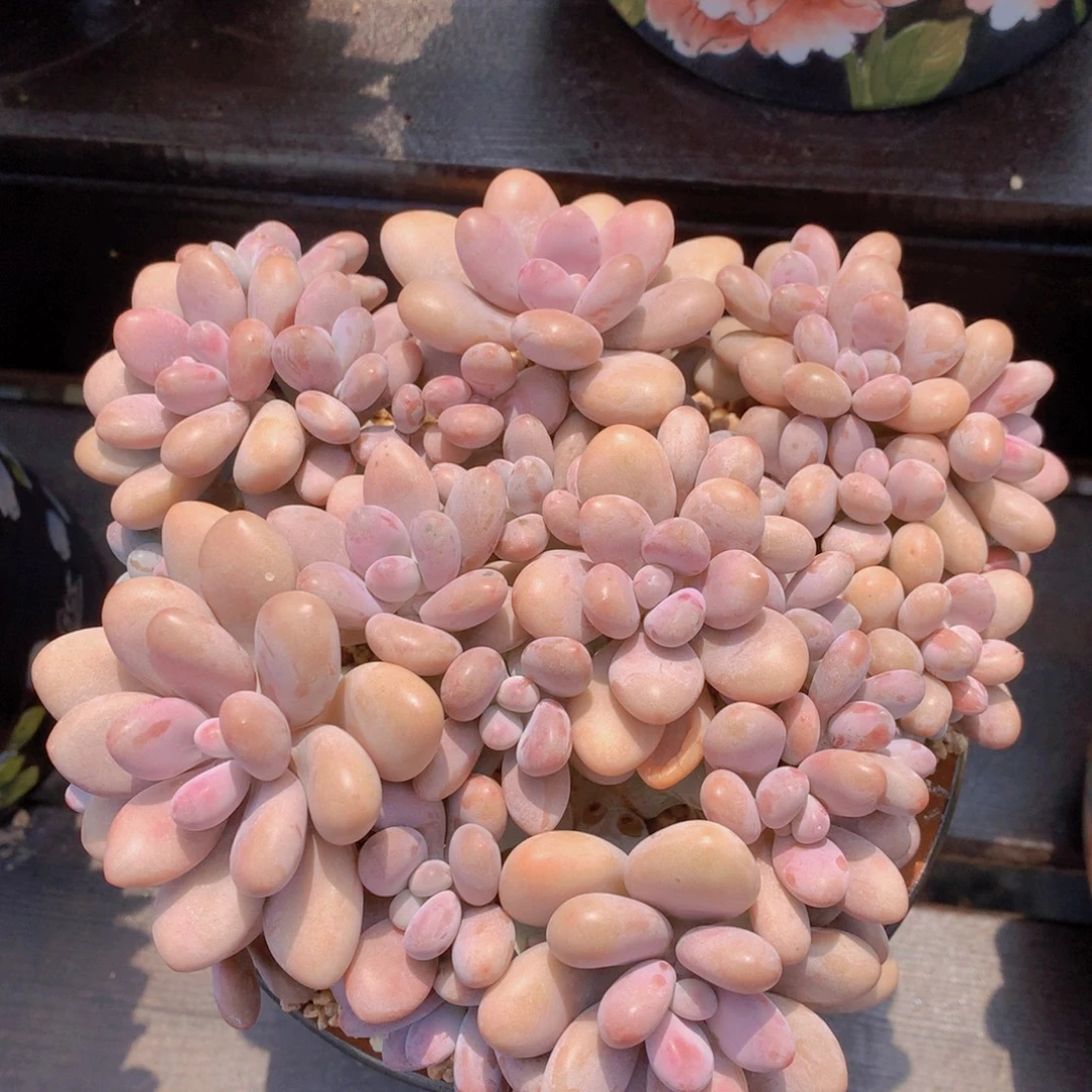 逸园精品多肉桃蛋福利