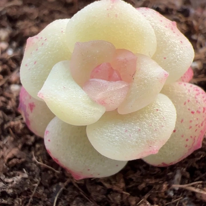 很小，一物一拍，精品糖心