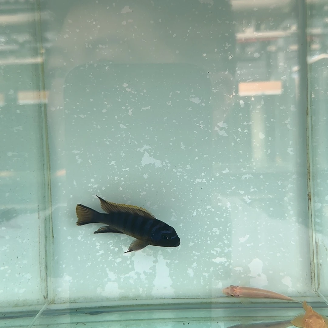 慈鲷@**士1158号佳丽雷亚