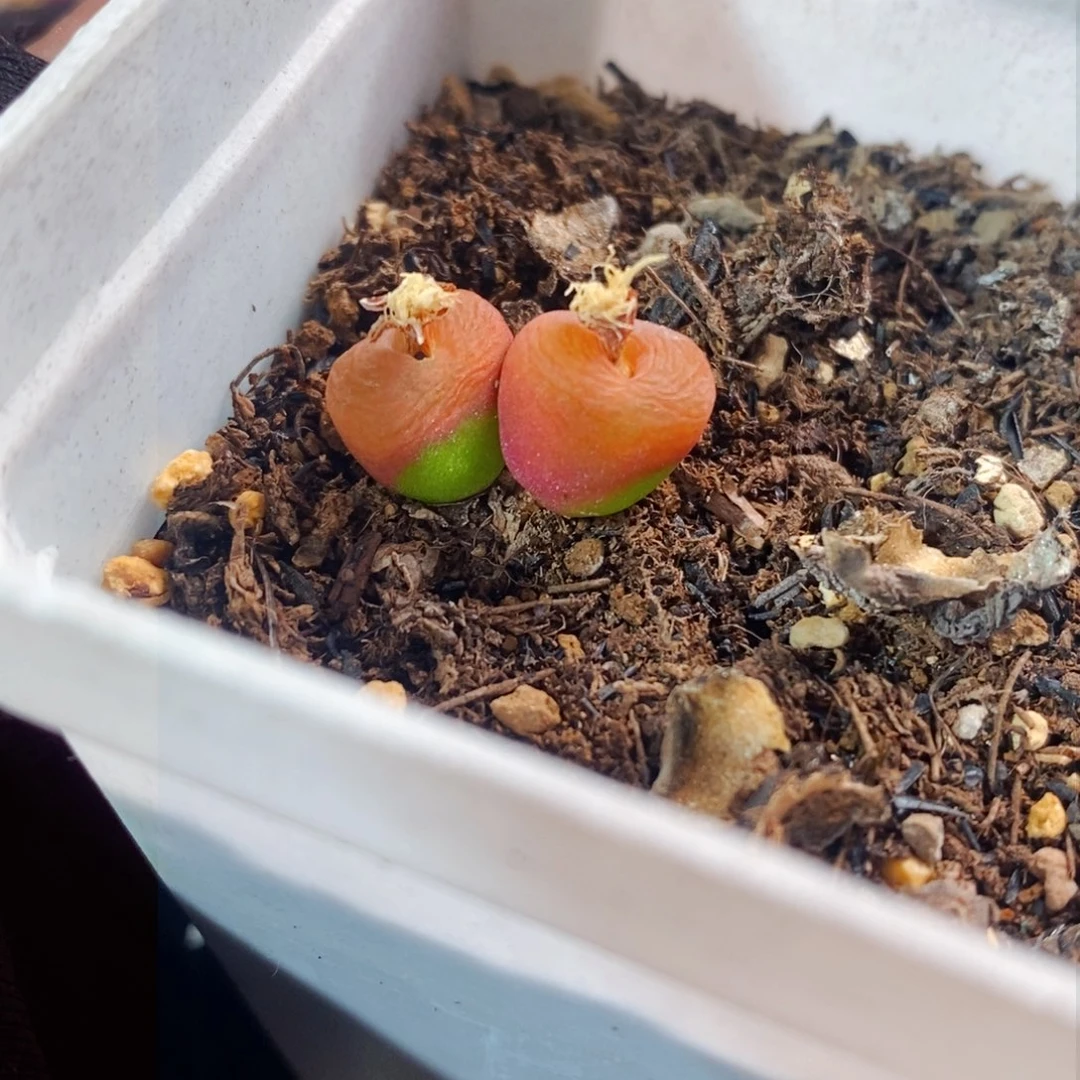 2779-一物一拍 1430.5水蜜桃