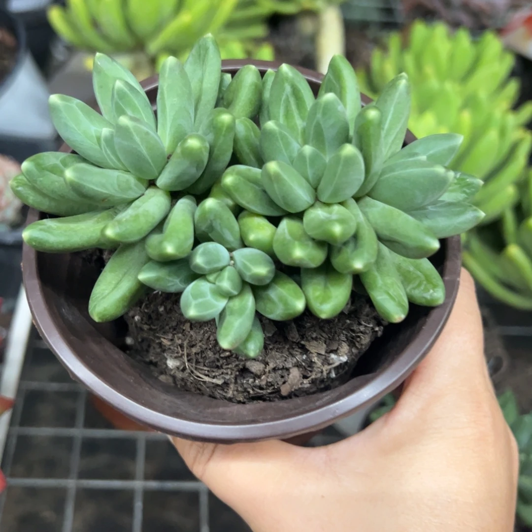 千代田之松双头起发