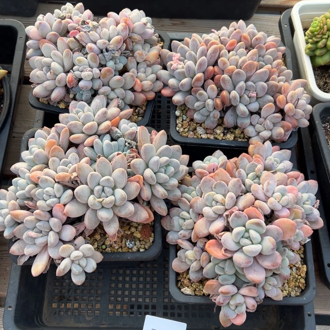 5415量肉肉肉肉肉肉肉