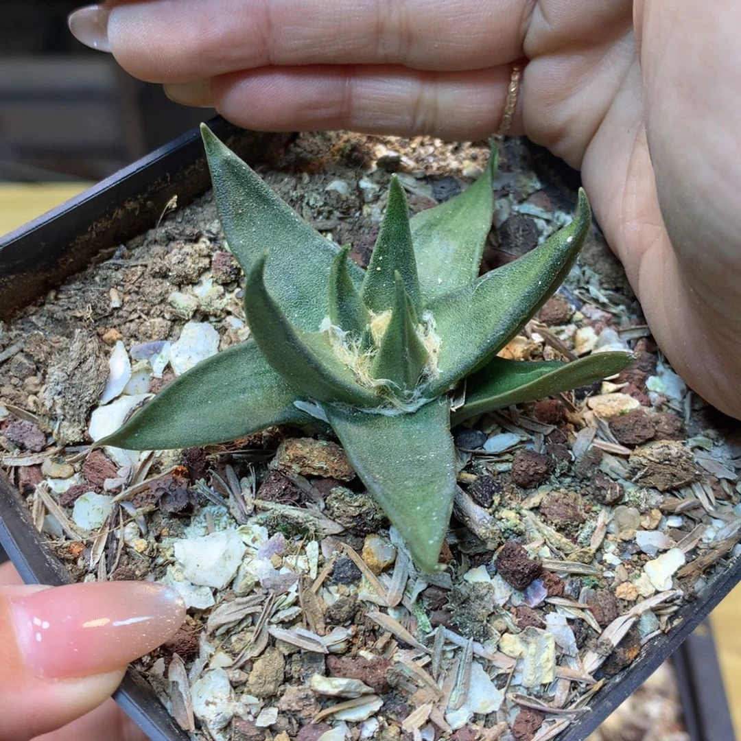 实生 老桩 龙牙叶展6.5公分起