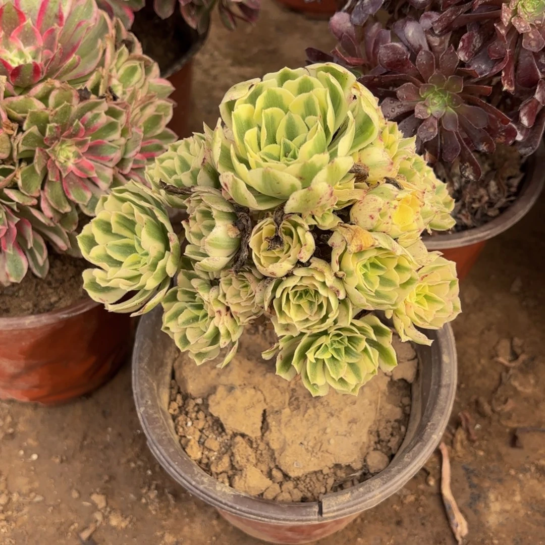 迈巴赫9.9木质老桩