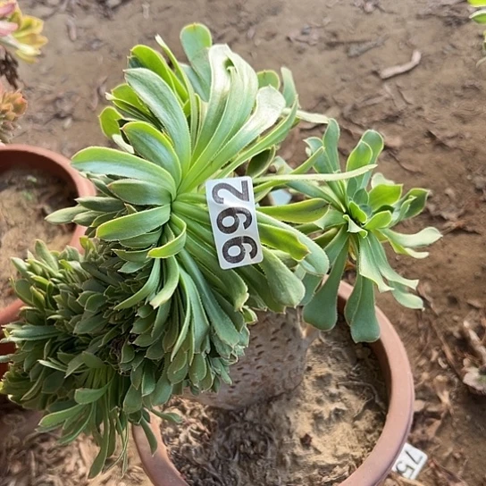 画***你多肉植物一个原始绿