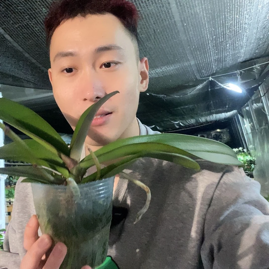 无花朵神仙姐姐蝴蝶兰