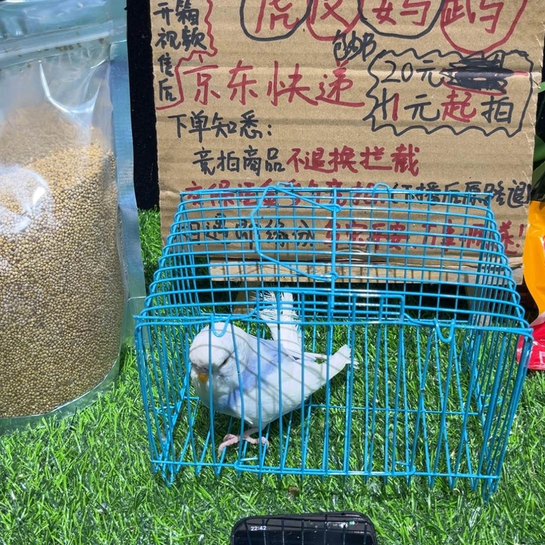 缘***舟虎皮鹦鹉大头虎皮一只，一物一拍不退不换竞拍