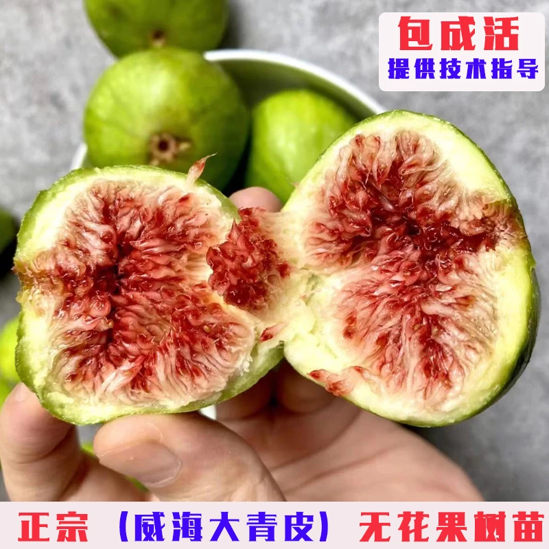 威海大青皮无花果树苗特大无花果苗阳台盆栽庭院地栽种植当年结果