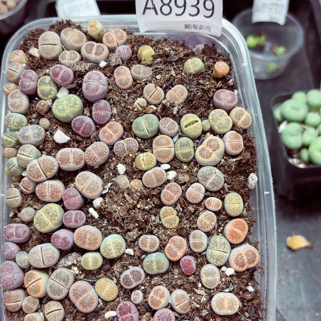 8939––零下地区需拍保温箱