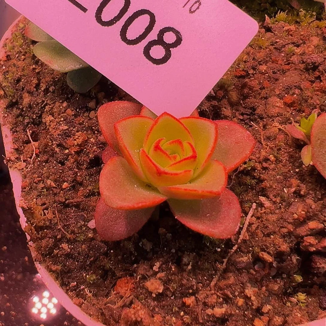 朱008 帕美么X各种 多肉