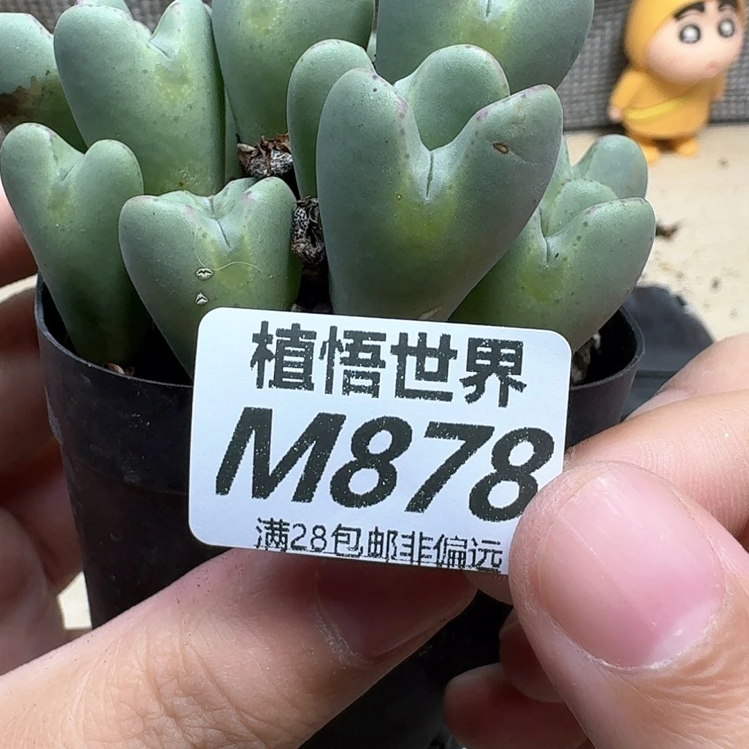 多肉植物的润泽和x