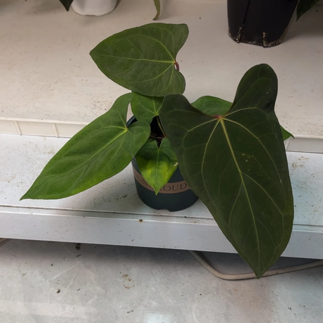 无花朵port杂（活动无售后 介意勿拍）