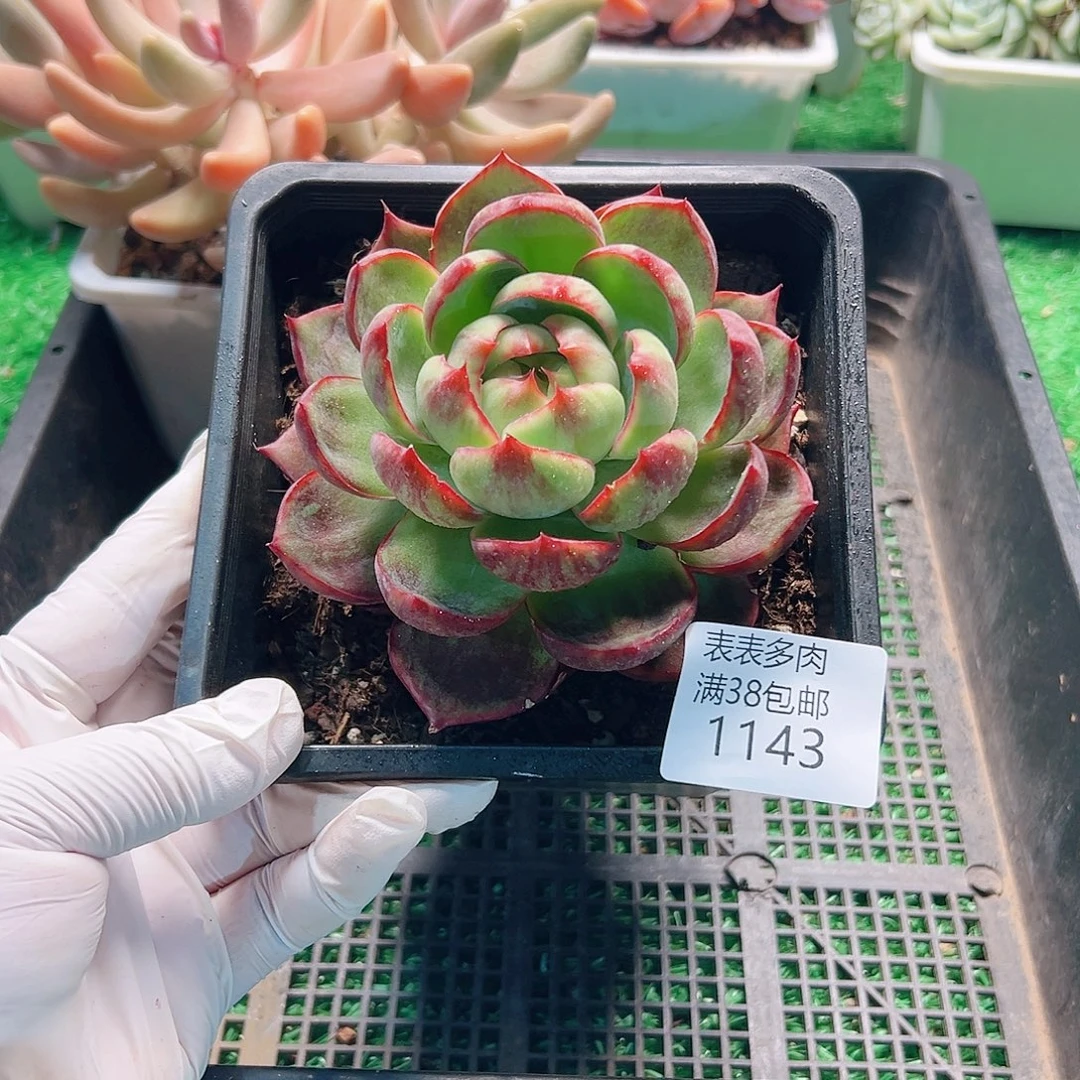 多肉一物拍植物1143
