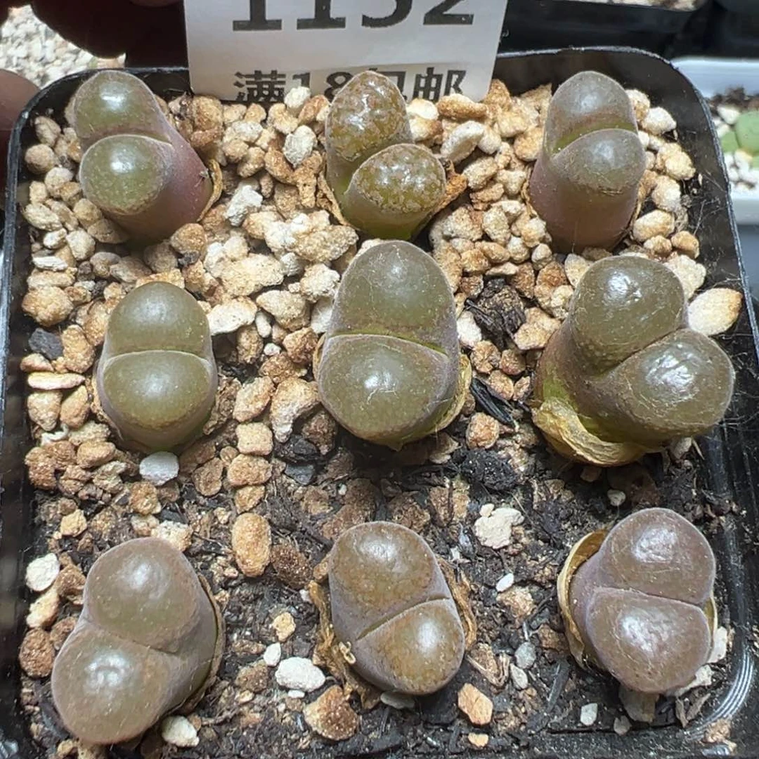 【闪购商品】 1152。